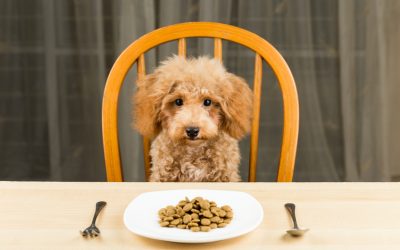 Devriez-vous nourrir votre chien une fois par jour ?
