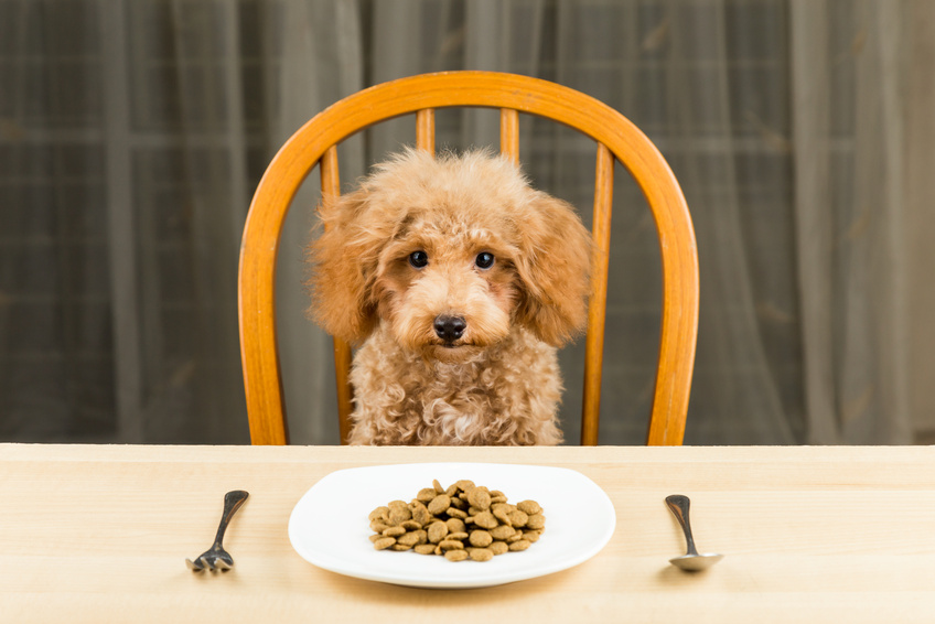 Devriez-vous nourrir votre chien une fois par jour ?